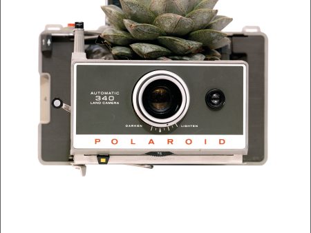 Photosynthesis no 49 - Polaroid Land Camera 340 x Echeveria purpusorum - A2 POSTER Online Sale