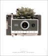 Photosynthesis no 49 - Polaroid Land Camera 340 x Echeveria purpusorum - A2 POSTER Online Sale