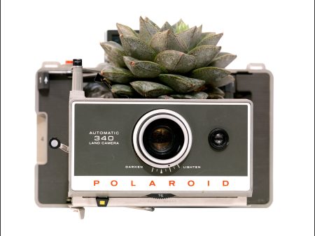 Photosynthesis no 49 - Polaroid Land Camera 340 x Echeveria purpusorum - 70x100cm POSTER Fashion