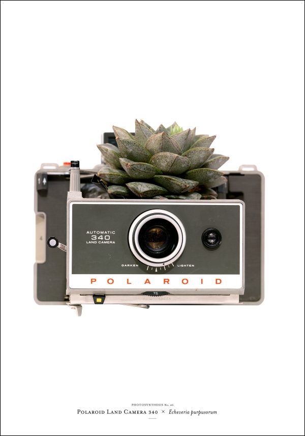 Photosynthesis no 49 - Polaroid Land Camera 340 x Echeveria purpusorum - 70x100cm POSTER Fashion