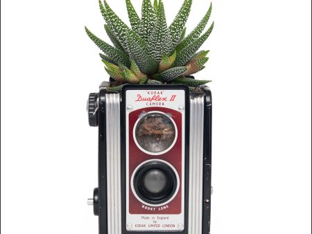 Photosynthesis no 25 - Kodak Duaflex II x Haworthiopsis attenuata - 70X100cm POSTER Online now