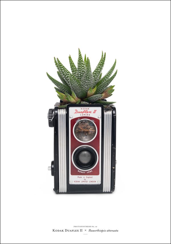 Photosynthesis no 25 - Kodak Duaflex II x Haworthiopsis attenuata - 70X100cm POSTER Online now