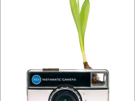 Photosynthesis no 27 - Kodak Instamatic x Galanthus nivalis - 70x100 POSTER Discount