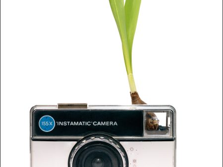 Photosynthesis no 27 - Kodak Instamatic x Galanthus nivalis - A2 POSTER Online