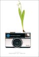 Photosynthesis no 27 - Kodak Instamatic x Galanthus nivalis - A2 POSTER Online